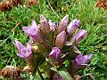 Gentianaceae - Gentianella campestris